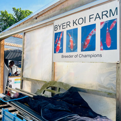 Open Day at Adam Byer Koi Farm in association with Koi Roadshow on Sunday 4th June 2023