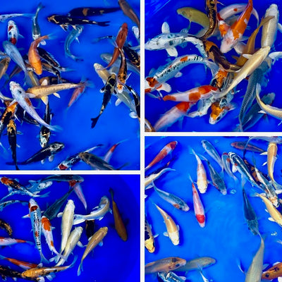 New Season Small Koi Mixes - In Store Now! Or Order Online To Receive Your New Fish Before Easter!