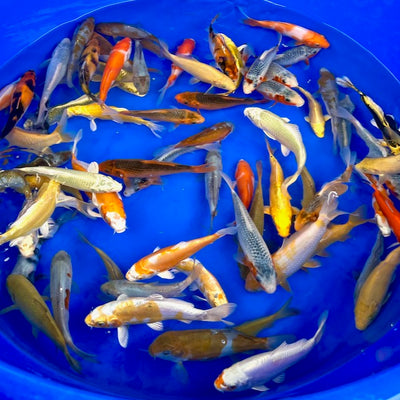 Introducing our new season small koi mixes - add some colour to your pond today!