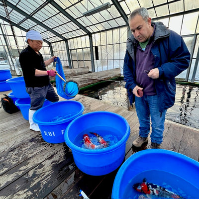 Expanding Our Offering: Japanese Koi Arrive, Adding More Choice and Enhancing Customer Experience at Byer Koi Farm!