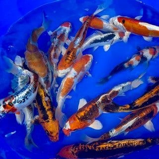 Easter Sunday at 8pm: Online koi release!