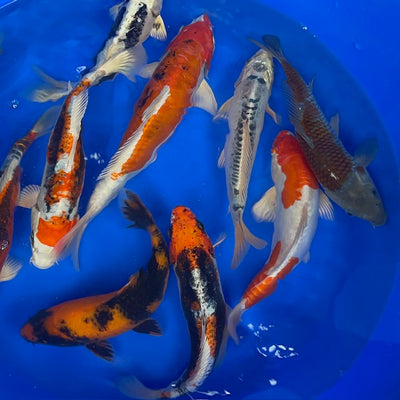 An extra bowl of £75 individual koi, added on to tonight's online release at 8pm
