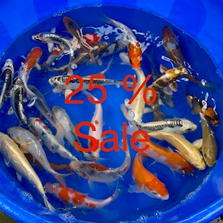 Get 25% Off Small Koi Mixes, Exclusively Online, This Week Only!