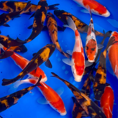 15cm Japanese Tosai Koi Mix, From £27.50 Each