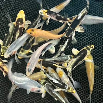 New 2-3 inch and 3-4 inch small koi mixes