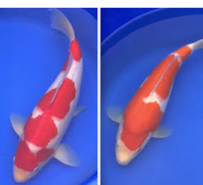 Interested in seeing before and after footage of our Kohaku ?