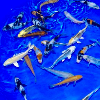 Cheap koi Adam Byer Koi Farm