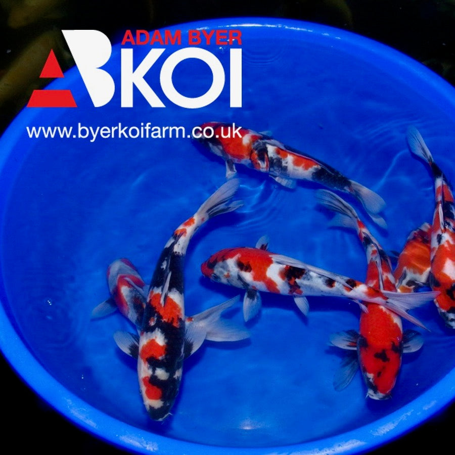 Showa For Sale at Adam Byer Koi Farm UK
