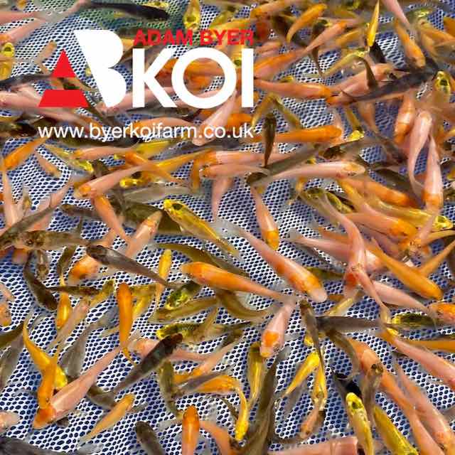Baby koi hot sale fry