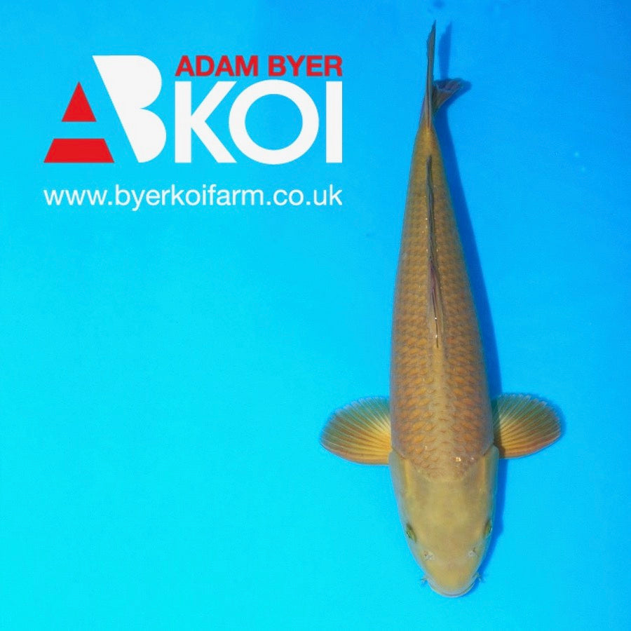 Chagoi For Sale at Adam Byer Koi Farm UK