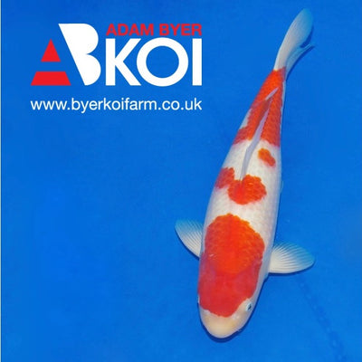 Lead picture for Adam Byer Koi Farm's koi for sale page showing their Baby Champion Kohaku with high quality beni red colour and a highly balanced pattern