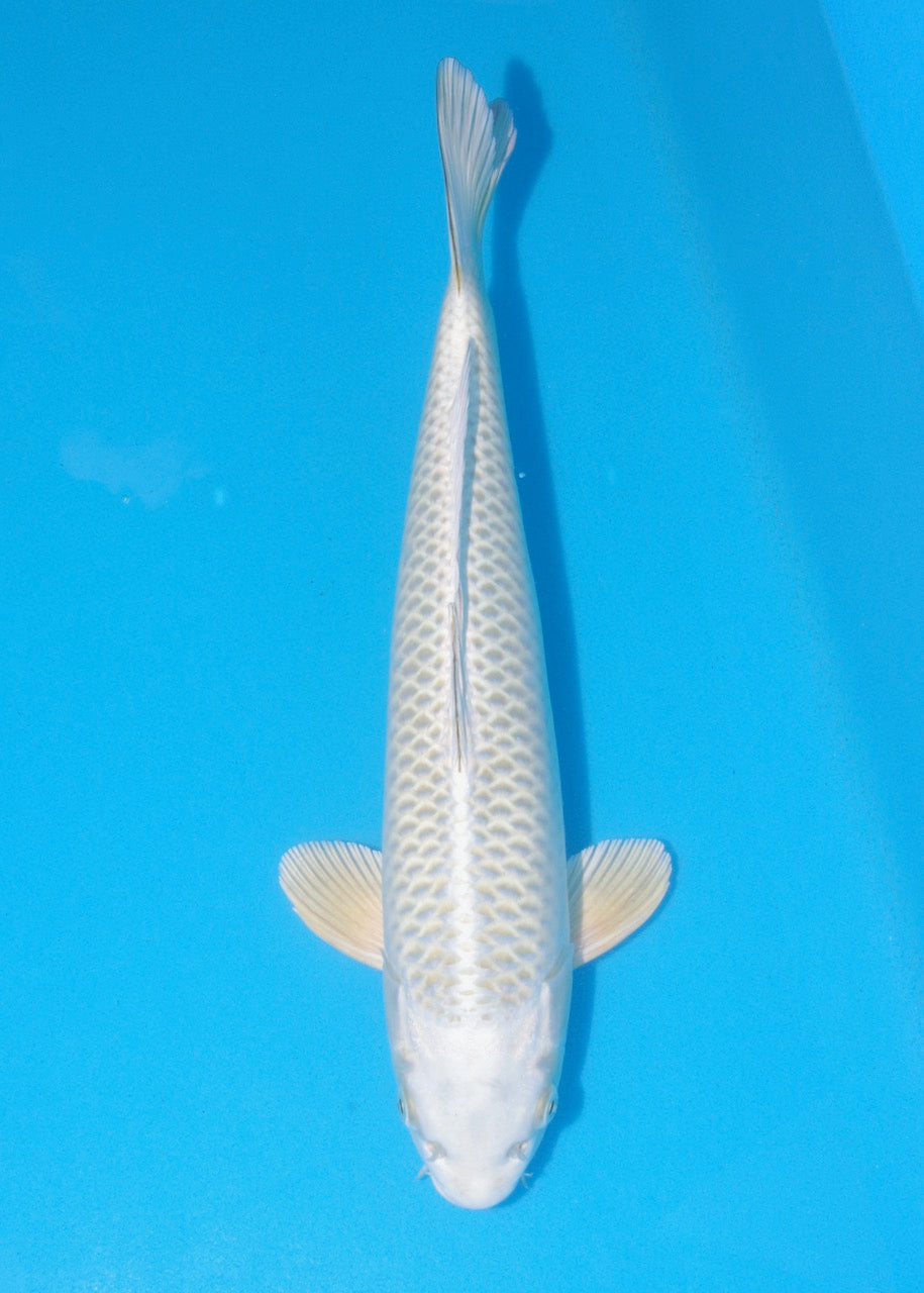 40cm Mukashi Ogon REF SRL04-F016