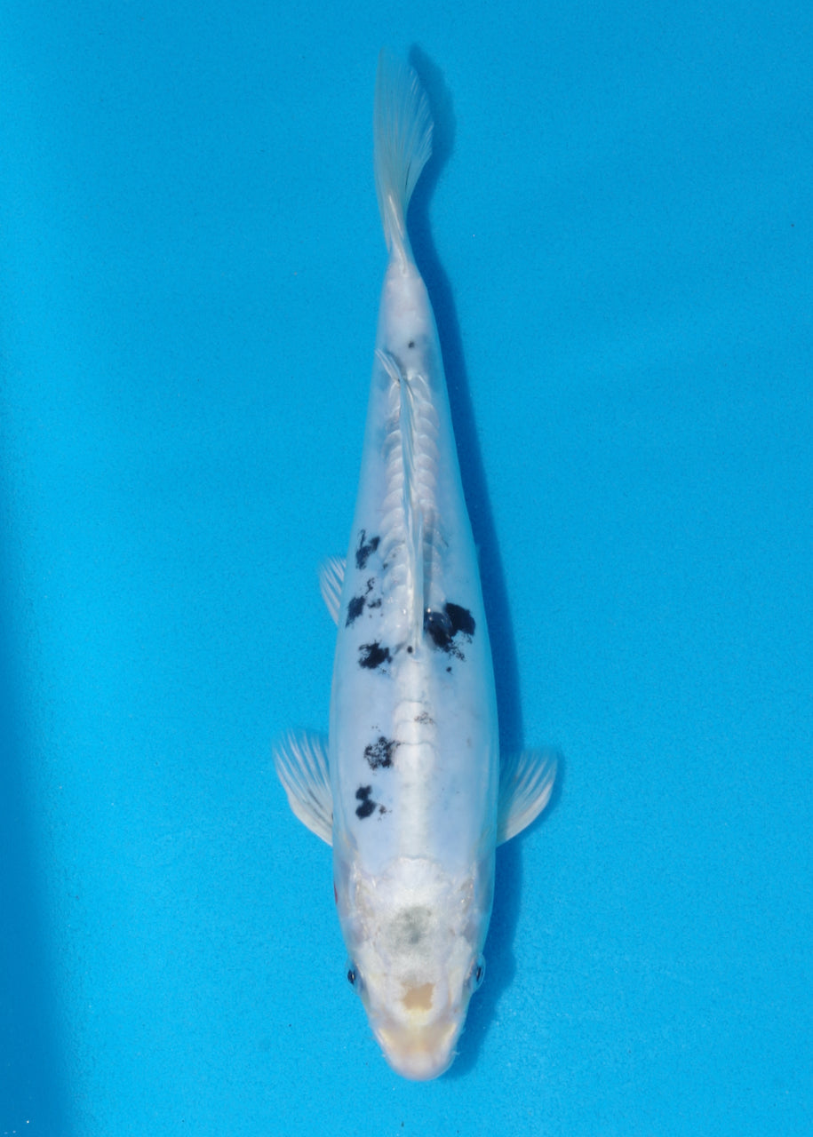 激レア！Duck ！Mayu & Ugee - Bigin tha koi YO-ZURI Squid Fishing Clothed EGI Jig Lure PATA PATA-Q