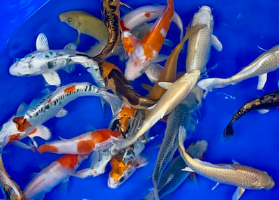 6-8 inch koi (Selected Mix)
