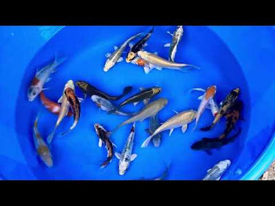 5-6 inch koi - (Selected Mix)