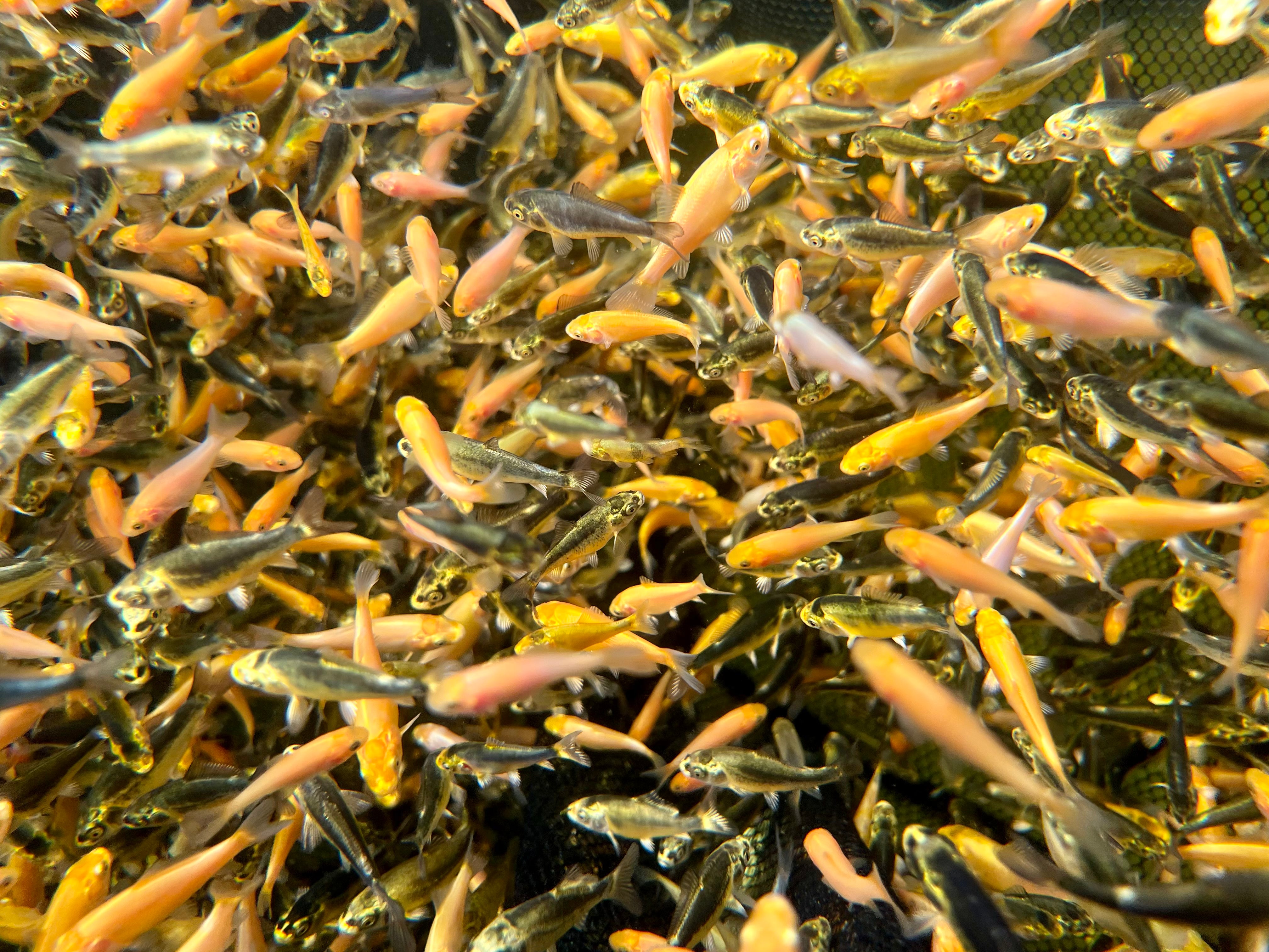 6 8 week old Koi Fry Round 4 mix Byer Koi Farm