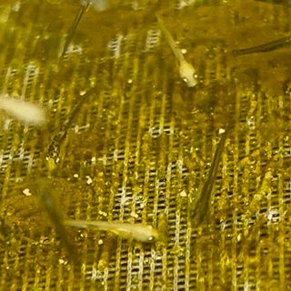 Koi Fry 2025: Spawnings, Availability & Shipping Info