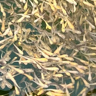 July Fry Update – Round 2 Karashigoi/Chagoi Now Available + Spawning News