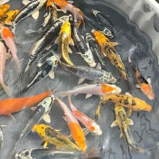 New Harvest of Small Koi – Perfect for Indoor Tanks or Grow-On Setups