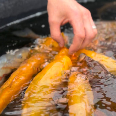 How to hand feed your koi