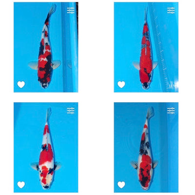Tonight’s Online Koi Release – Professional Buying Guide and Variety Analysis