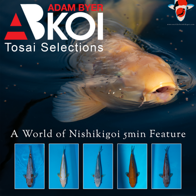 World Of Nishikigoi visits Byer Koi Farm - Koi Tv