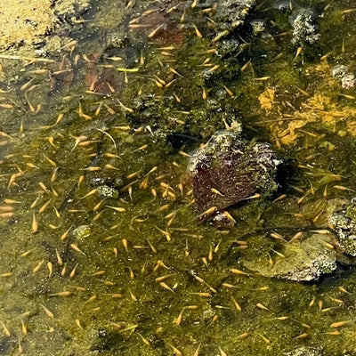 Koi fry June 2022