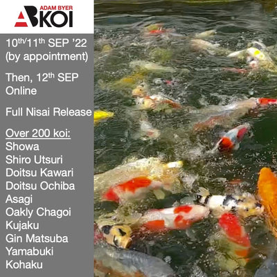 Nisai release scheduled for 10th and 11th September