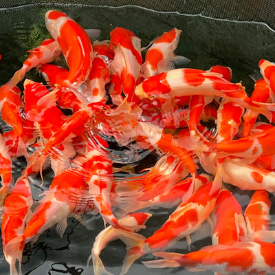 A week in the life of a koi farmer (wc 11_7)