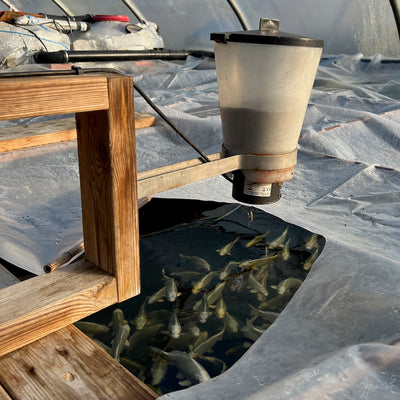 A week in the life of a koi farmer (wc 19_12)