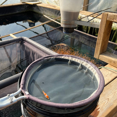 A week in the life of a koi farmer (wc 11_7 part 2)
