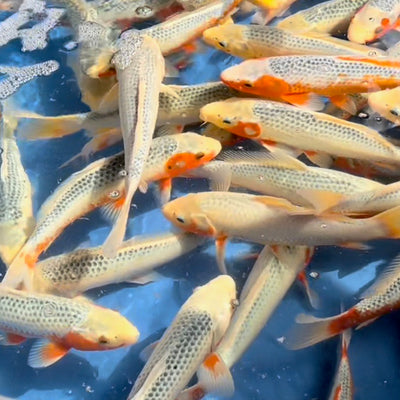BKKS National Koi Show 2022 Customer Awards