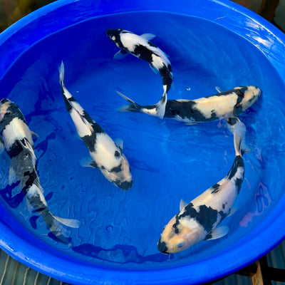 A week in the life of a koi farmer (wc 7_11)