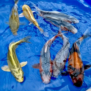A Selection of Top Koi Picks: Visit And Explore Our Sales Tanks this Weekend