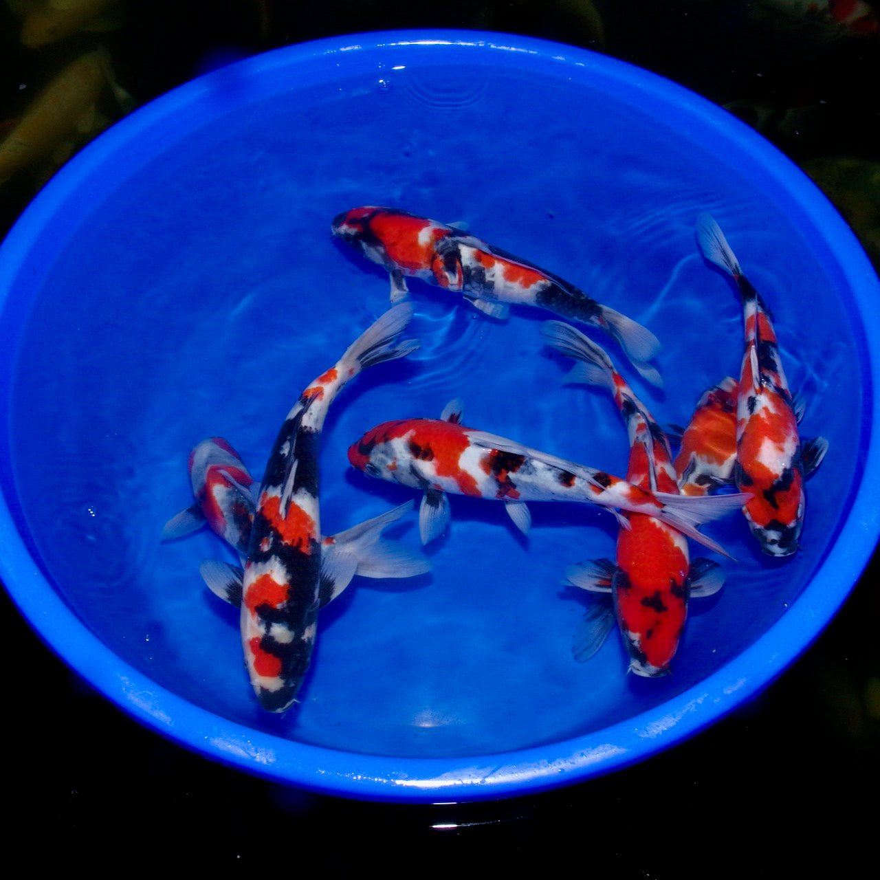A week in the life of a koi farmer (wc 31_10) Byer Koi Farm