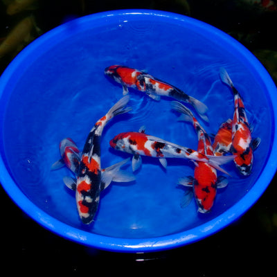 A week in the life of a koi farmer (wc 31_10)