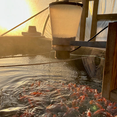 A week in the life of a koi farmer (wc 9_12)