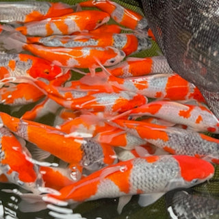 Our Finest Koi Yet: A Glimpse at 2024's Early Season Spawnings Highlights