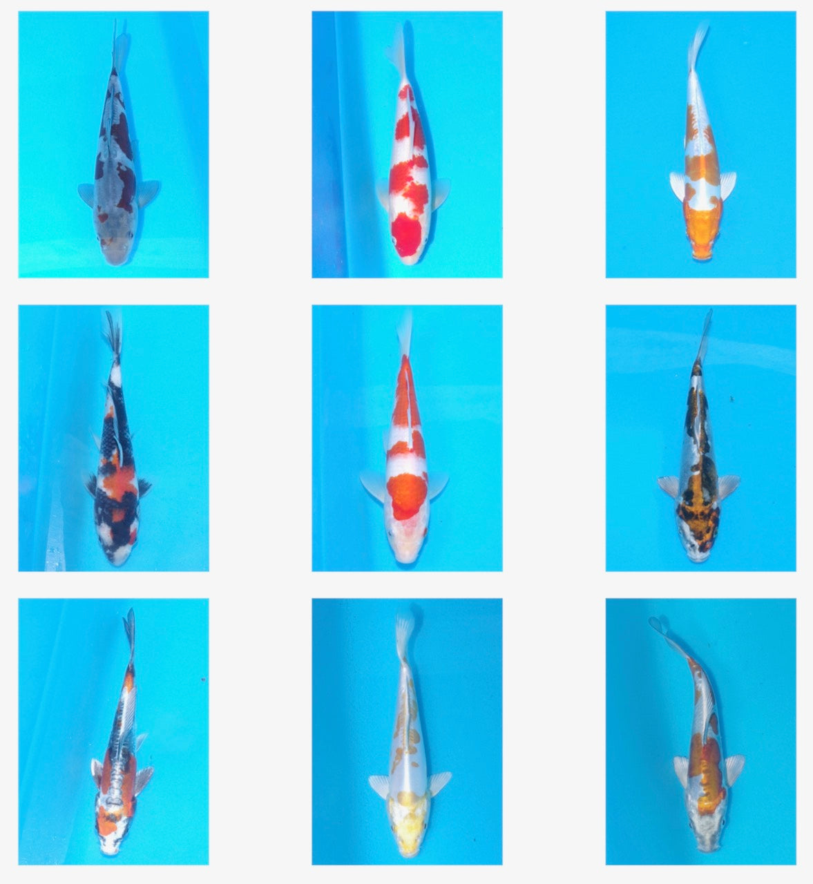 New release online and in store - Over 100 x 12 month old koi - Tomorr ...