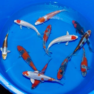 Final Preview: More Stunning Koi Joining This Week’s Online Release
