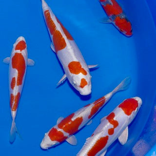 Exceptional Tosai Included In This Friday Night's Online Koi Release