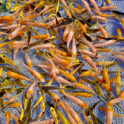 How to Care for Healthy Koi Fry - Expert Tips from Adam Byer Koi Farm