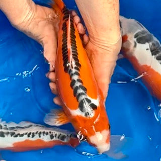 Small Batch Release – Friday Night Koi Release – Byer Koi Farm
