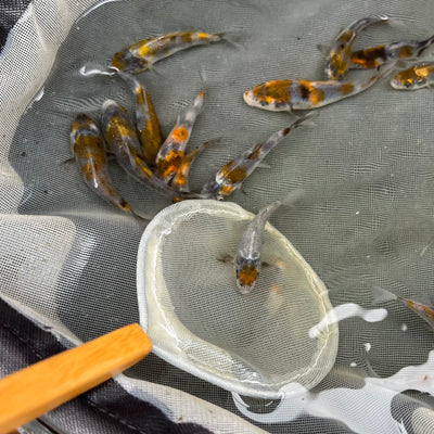 New Showa from this summer's MGS spawning