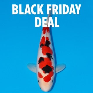 Spend And Earn - Unlock 20–25% Back on All Individual Koi This Black Friday Week