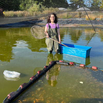 A week in the life of a koi farmer (wc 22_8)