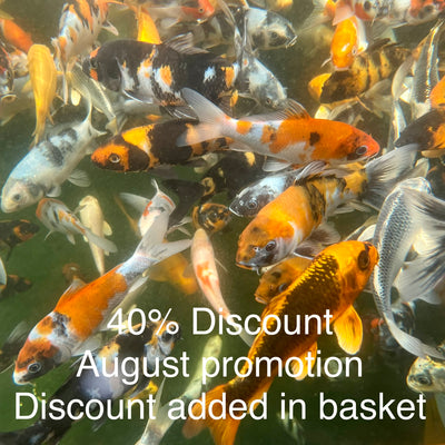 Promotion of 40% Discount on 6-8 inch small koi mix