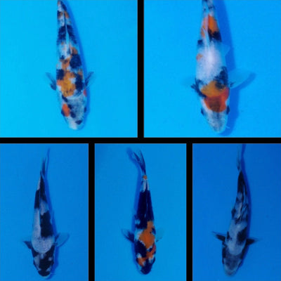 Choice picks from Value Tosai Koi For Sale (12/5/22)