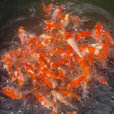 Koi slowmo's for the weekend (20/5)