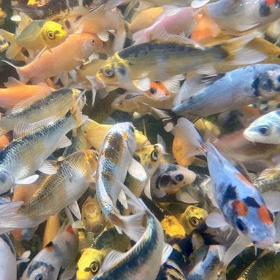 4-5 inch small koi mix available now